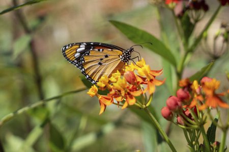 Téléchargez les photos : Monarque africain ou tigre commun, papillon (Danaus chrysippus) sur une verveine (Lantana sp.) fleur. Photographié en Israël, en septembre. - en image libre de droit