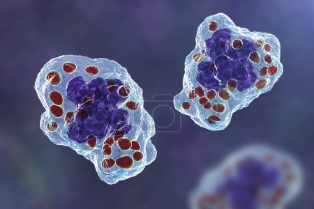 Foto de Levaduras de Histoplasma capsulatum dentro de una célula macrófaga, ilustración por computadora. El histoplasma es un hongo dimórfico parasitario similar a la levadura que puede causar la infección pulmonar histoplasmosis. - Imagen libre de derechos