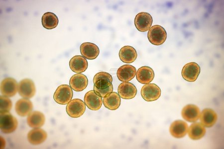 Téléchargez les photos : Illustration par ordinateur de la bactérie Staphylococcus, un genre de bactéries Gram-positives connues pour causer diverses infections chez les humains. - en image libre de droit