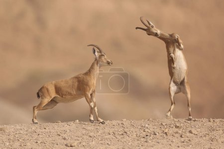 Téléchargez les photos : Le bouquetin nubien (Capra nubiana), une espèce de chèvre vivant dans le désert que l'on trouve dans les régions montagneuses du nord et du nord-est de l'Afrique et du Moyen-Orient. Photographié en Israël en avril. - en image libre de droit