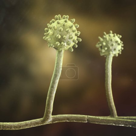 Photo for Computer illustration of Histoplasma capsulatum, a parasitic, yeast-like dimorphic fungus that can cause the lung infection histoplasmosis. This is the mycelial form found in soil enriched by animal excrement. - Royalty Free Image
