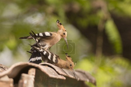 Photo for Hoopoe (Upupa epops) mating. This bird is found throughout Europe, Asia, northern and Sub-Saharan Africa and Madagascar. It migrates to warmer tropical regions in winter. - Royalty Free Image