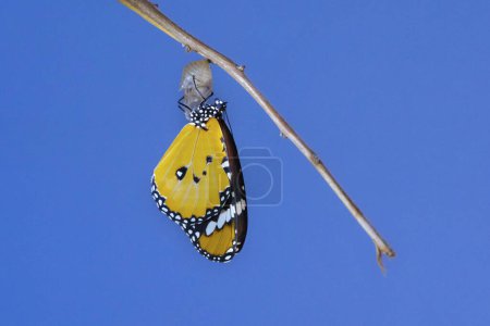 Photo for African monarch or common tiger, butterfly (Danaus chrysippus) emerging from its cocoon. This butterfly is found in Africa, India, south-eastern Asia, and Australia. Photographed in Israel, in June. - Royalty Free Image