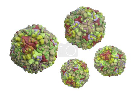 Photo for Echo viruses, computer illustration. Echo viruses are a group of small, single-stranded RNA (ribonucleic acid) viruses from the Enterovirus genus, known to cause a range of illnesses, including respiratory and gastrointestinal infections. - Royalty Free Image