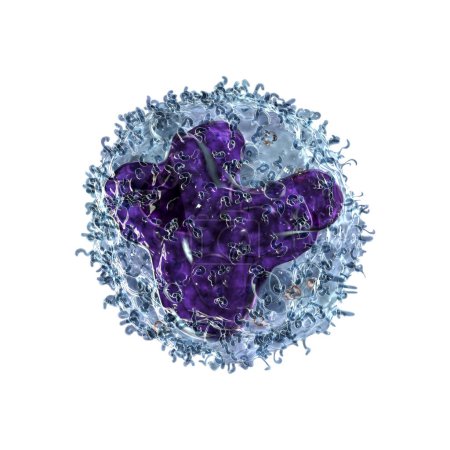 Foto de Ilustración por computadora que revela la estructura interna de una célula monocitaria, vital en el sistema inmunitario. - Imagen libre de derechos