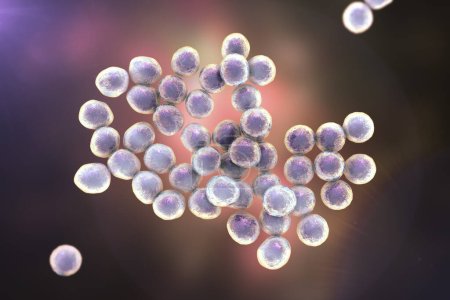 Téléchargez les photos : Illustration par ordinateur de la bactérie Staphylococcus, un genre de bactéries Gram-positives connues pour causer diverses infections chez les humains. - en image libre de droit