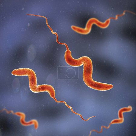 Téléchargez les photos : Bactéries Campylobacter, illustration par ordinateur. Les bactéries Gram négatif en forme de spirale, Campylobacter jejuni et C. coli, causent la campylobactériose chez les humains. - en image libre de droit
