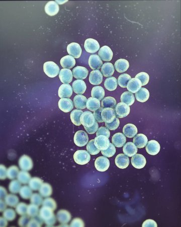Photo for Computer illustration of Staphylococcus bacteria, a genus of Gram-positive bacteria known for causing various infections in humans. - Royalty Free Image