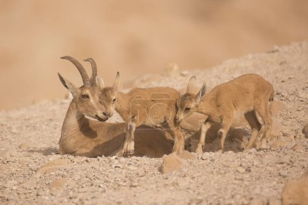 Téléchargez les photos : Le bouquetin nubien (Capra nubiana), une espèce de chèvre vivant dans le désert que l'on trouve dans les régions montagneuses du nord et du nord-est de l'Afrique et du Moyen-Orient. Photographié en Israël en avril. - en image libre de droit