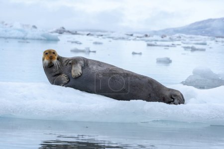 Photo for Bearded seal (Erignathus barbatus) lying on ice floe. This solitary seal prefers shallow waters covered in pack ice. It travels seasonally, often carried on floating ice floes. It gets its name from its unusually long, thick whiskers. It only breeds - Royalty Free Image