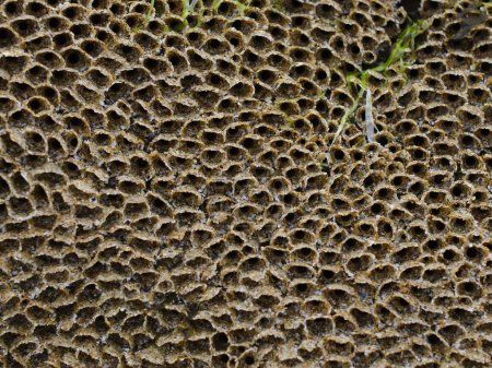 Foto de Arrecife formado por tubos protectores construidos a partir de arena y fragmentos de concha que albergan gusanos panal (Sabellaria alveolata). Fotografiado en Cardigan Bay, Gales, Reino Unido. - Imagen libre de derechos