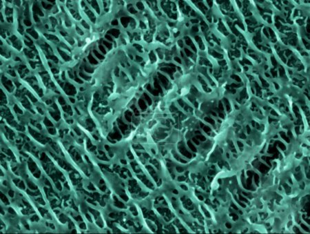 Foto de Nanowires en níquel. Micrógrafo electrónico de barrido coloreado (SEM) de estructuras de nanohilos formadas sobre una superficie de níquel por pulsos de un haz láser. - Imagen libre de derechos