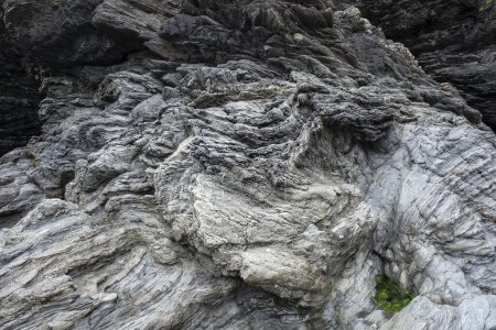 Téléchargez les photos : Gros plan des plis dans la roche. C'est le Yr Allt, formation (série Ashgill) à Llangrannog, Cardigan Bay, Pays de Galles, Royaume-Uni. - en image libre de droit