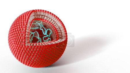Téléchargez les photos : Illustration découpée d'un liposome (sphère bleue et blanche) contenant de l'ADN (acide désoxyribonucléique, orange) utilisé en thérapie génique ou comme vaccin. - en image libre de droit