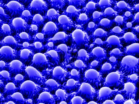 Téléchargez les photos : Nanostructures sur tantale. Micrographie électronique à balayage coloré (SEM) des nanostructures formées sur une surface de tantale dans l'eau par un faisceau laser picoseconde. - en image libre de droit