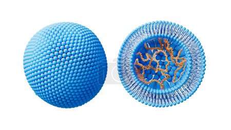 Photo for Cut-away illustration of a liposome (blue and white sphere) containing DNA (deoxyribonucleic acid, orange) used for gene therapy or as a vaccine. - Royalty Free Image