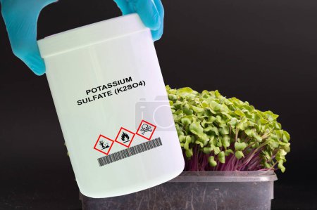 Téléchargez les photos : Contenant de sulfate de potassium (K2SO4) en main. Une source de potassium et de soufre utilisée comme engrais. - en image libre de droit
