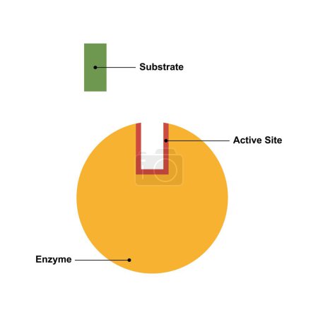 Conception scientifique de la structure enzymatique, illustration.