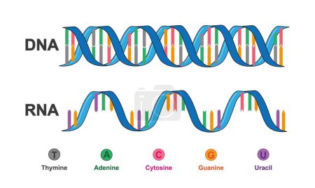 Diseño científico de la estructura del ADN y ARN, ilustración.