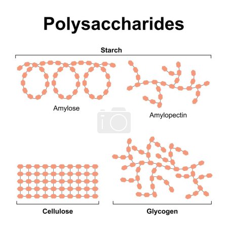 Wissenschaftliche Gestaltung von Polysacchariden. Stärke, Zellulose und Glykogen. Bunte Symbole.