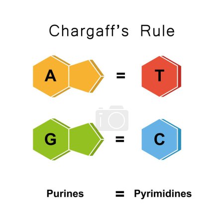 Diseño científico de la regla de Chargaff, ilustración.