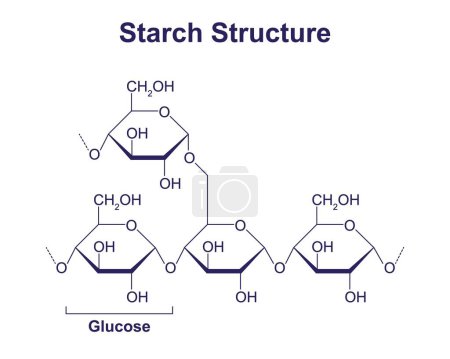 Chemische Struktur des Stärkemoleküls, Illustration.