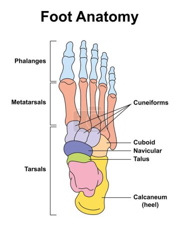Wissenschaftliche Gestaltung der Anatomie der Fußknochen. Menschliche Fußstruktur. Bunte Symbole. Vektorillustration.