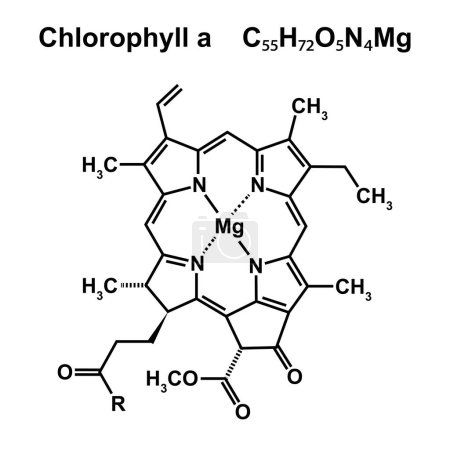 Téléchargez les photos : Chlorophylle a structure chimique, illustration.. - en image libre de droit