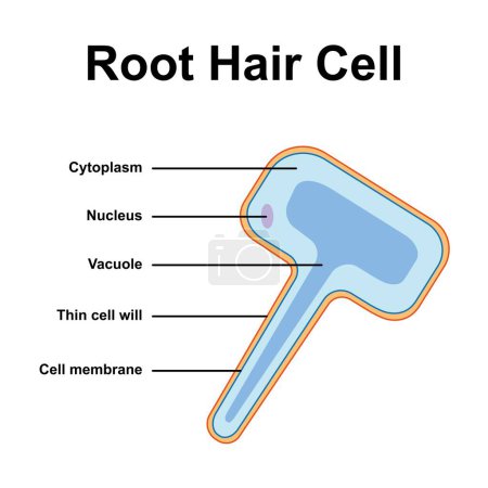 Scientific designing of Root hair cell, illustration.