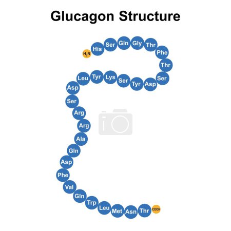 Téléchargez les photos : Conception scientifique de la structure Glucagon, illustration. - en image libre de droit