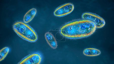 Foto de Primer plano de protozoos parásitos eucariotas unicelulares que fluyen en líquido - ilustración 3d - Imagen libre de derechos