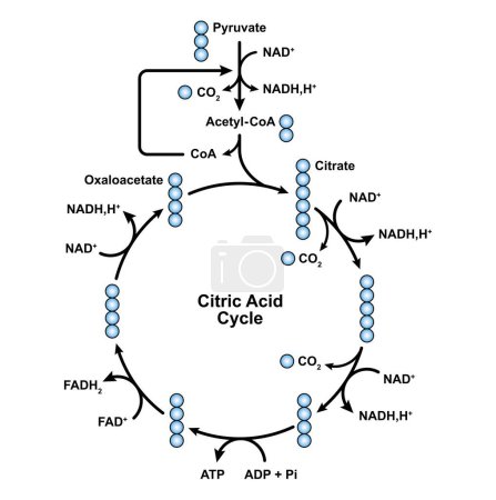 Illustration simple du diagramme de cycle de l'acide citrique, illustration.