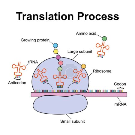 Diseño científico del proceso de traducción, ilustración.