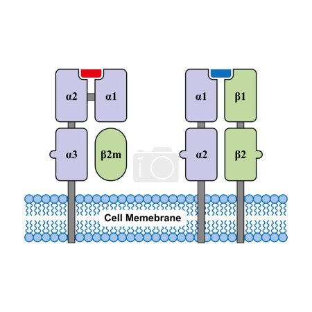 molécules HLA de classe 1 et de classe 2, illustration.