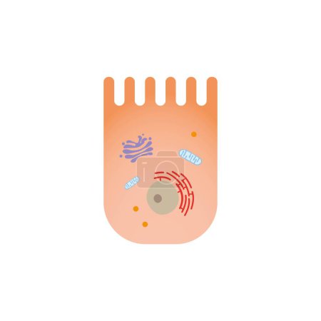 Conception scientifique des entérocytes (cellules intestinales), illustration.