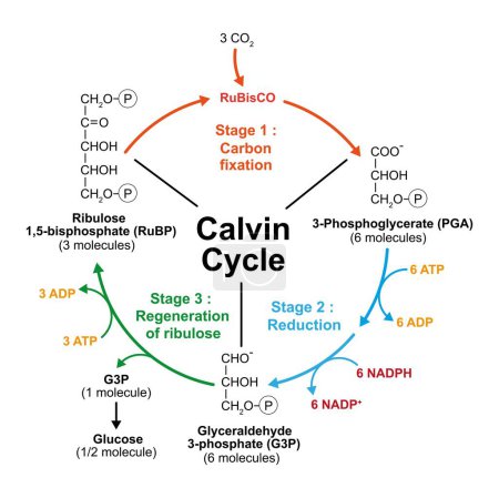 Wissenschaftliche Gestaltung des Calvin-Zyklus, Illustration.