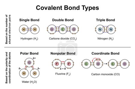 Conception scientifique des types de liens covalents, illustration.