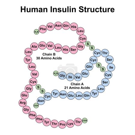 Scientific designing of Human insulin structure, illustration.