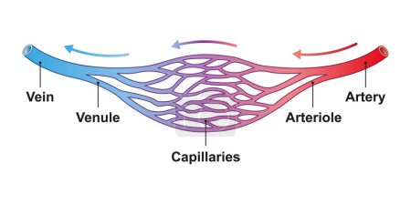 Structure des vaisseaux sanguins, illustration .