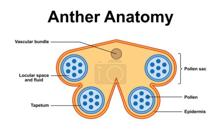 Foto de Scientific Designing of Anther Anatomy. Símbolos coloridos, ilustración . - Imagen libre de derechos