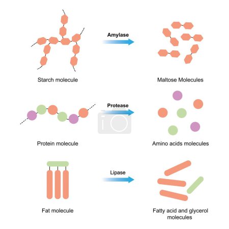 enzymes amylase, protéase et lipase, illustration.