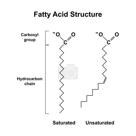 Foto de Chemical Illustration of Fatty Acids General Structure (en inglés). Ácido graso saturado e insaturado, ilustración. - Imagen libre de derechos