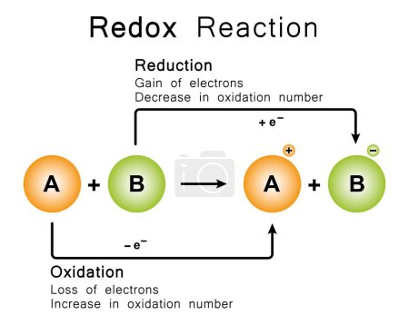 Wissenschaftlicher Entwurf der Redox-Reaktion, Illustration.