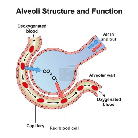 Alveoli Struktur, farbenfrohe Illustration.