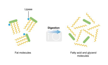 Digestión de moléculas de grasa, ilustración.