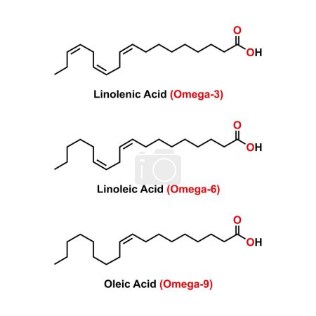Foto de Estructura química de algunos ácidos grasos (ácido linolénico, ácido linoleico y ácido oleico)). - Imagen libre de derechos