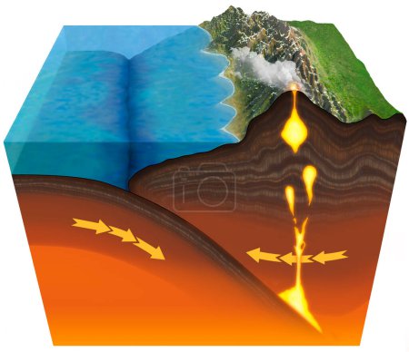 Illustration einer konvergenten tektonischen Plattengrenze, an der sich eine tektonische Platte unter der anderen bewegt (Subduktion), während sie kollidiert (Schub oder Reverse Faulting)). 