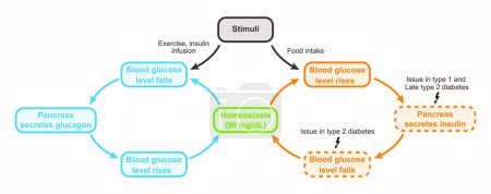 Regulación del azúcar en sangre, ilustración.