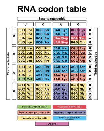 Tabla de codones ARN, ilustración.
