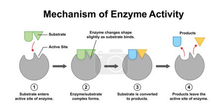 Foto de Diseño científico del mecanismo de actividad enzimática, ilustración. - Imagen libre de derechos